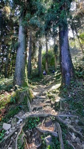 《嘉義》涼爽有冷喔｜奮起湖大凍山步道(多林登山口)202207301784025