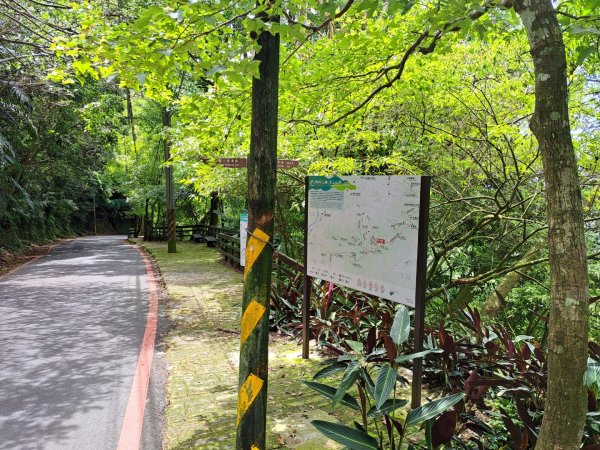 2026微笑山線望月亭桐花段3103865