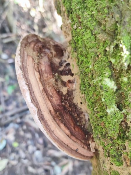 新嶺山步道-大湖頂山-大棟山-鶯歌大榕樹-福源山步道2990674