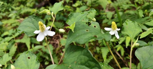 2025/06/07-鳥嘴山步道2805997