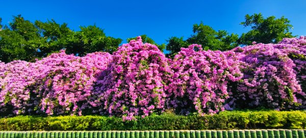#蒜香藤 #泰山楓樹河濱公園 11/242943656