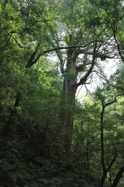 〔桃園復興〕拉拉山巨木，史詩級魔幻森林，75公頃紅檜 扁柏森林浴2237128