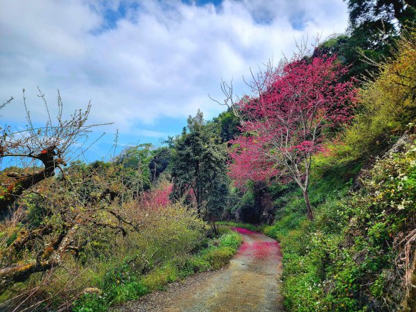 小百岳集起來-鳳凰山2183164