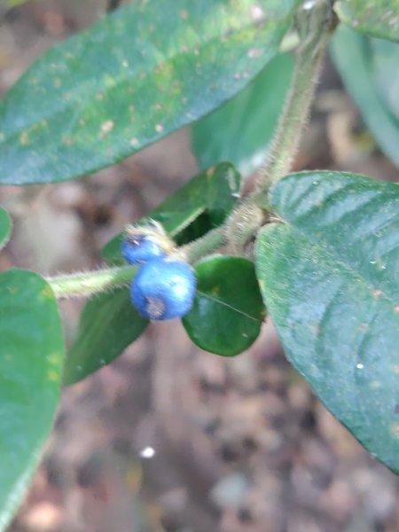 唐麻丹山 蝴蝶谷2918891