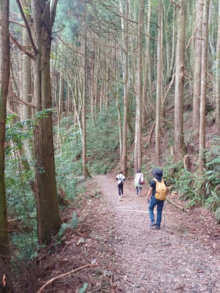 【台中和平】筆直的杉林.林相優美。 橫嶺山x沙連山P型2869057