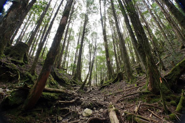 台中 和平 南松鶴山、八仙山、東松鶴山2877982