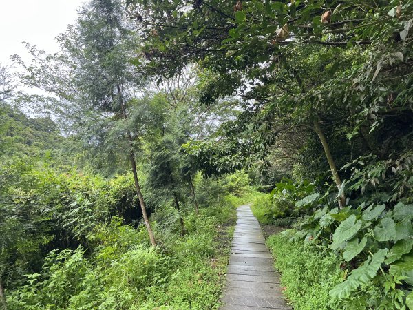 [微笑山線_第三段] 2025_0720 鳶山山系_鳶尾山2843640