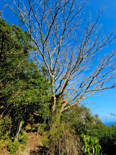 大山母山-小百岳#81-屏東縣恆春鎮2731512