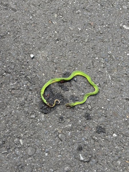 20251025南化龍湖寺至紫竹寺O繞(石松子山.大竹崙山.竹子尖山)2925073