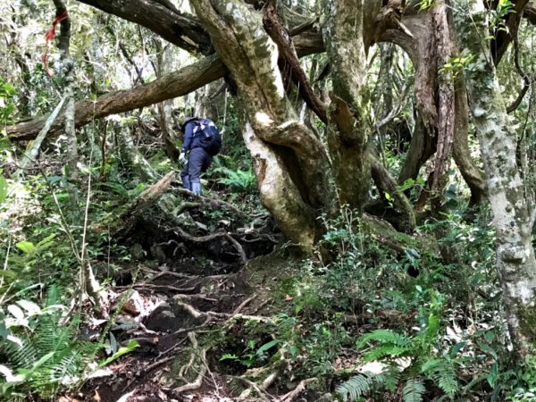 走進深山馬路邊的復興尖山642240