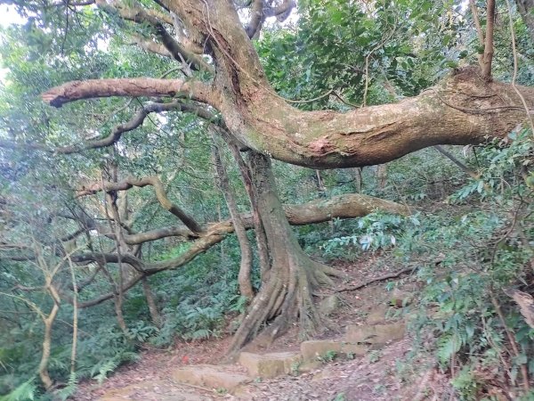 1121121紗帽山3098590