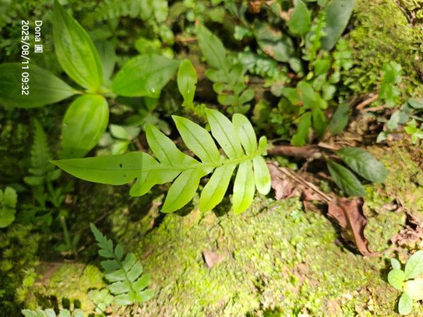 望古瀑布~嶺腳瀑布+深坑美食.阿柔洋.貓空2858424