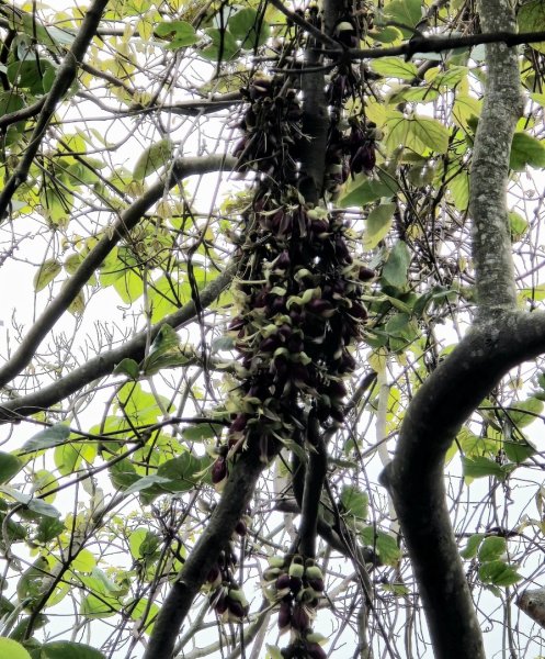 台中大坑頭嵙山（大冠鷲／木蜂／五色鳥／血藤花／鳳凰花）2756682