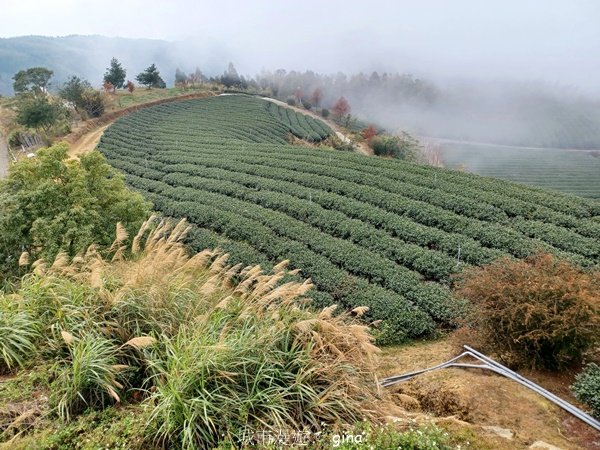 【雲林古坑】療育綠廊。 雲嶺之丘 x杉林步道x五元二角2760573