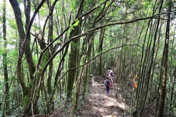 【台灣山岳小檔案】溪頭四姝