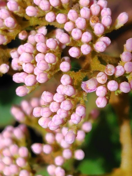 沙里仙林道、沙里仙溪、同富山/埔沙山、東埔山、阿毛巨木2812465