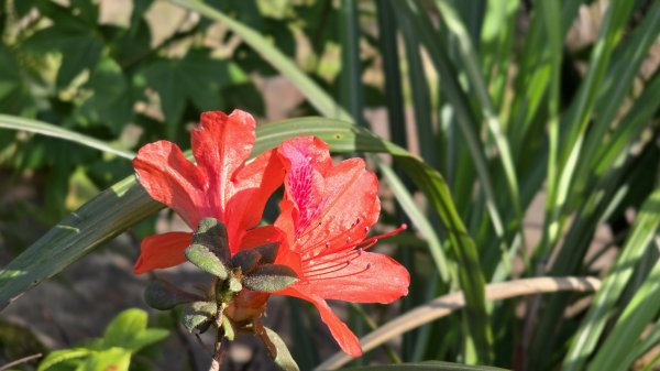 免出國免門票，連綿壯闊的梯田風情，全臺唯一梯田鳶尾花海，嵩山百年梯田2764690