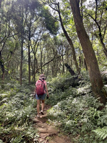 鵲子山 基隆山 202409082590701