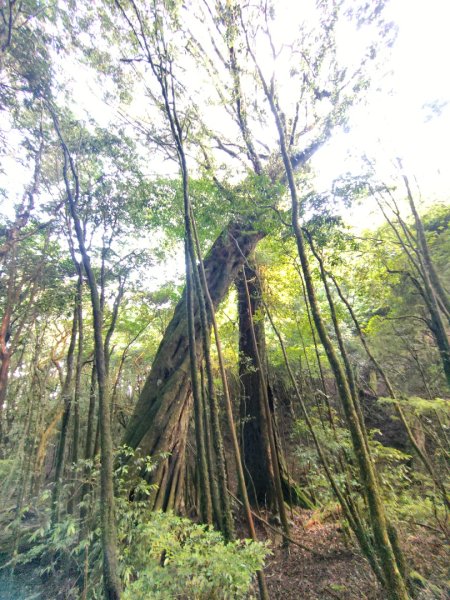 稍來小雪山國家步道、船型山、鞍馬山、鞍馬山東北峰、天池、雪山神木2799829
