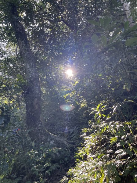 卡保逐鹿山毛欅2935500