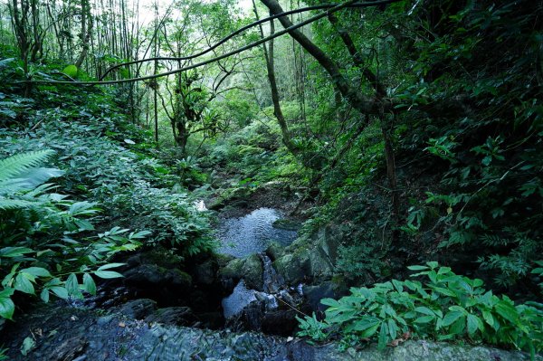 桃園 復興 上宇內山、南插天山2339558