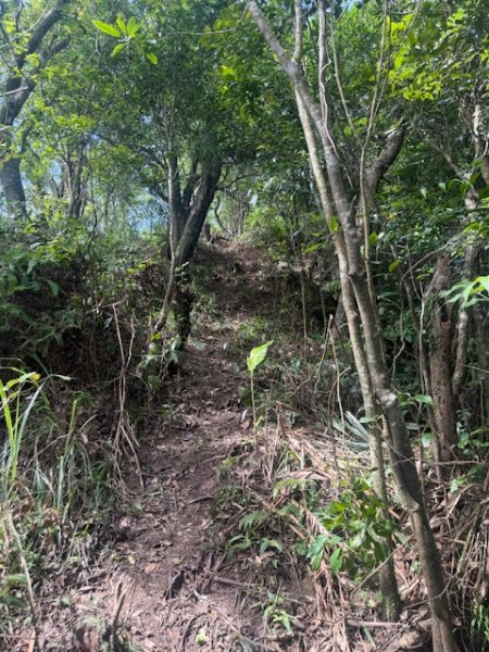 20250601 柑柑柑腳山2801048