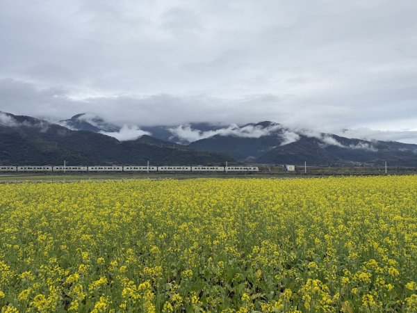 富里油菜花2704809