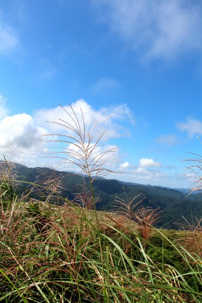 草嶺古道-桃源谷遍野芒花翻飛，飽覽絕美山海奇景！2335625