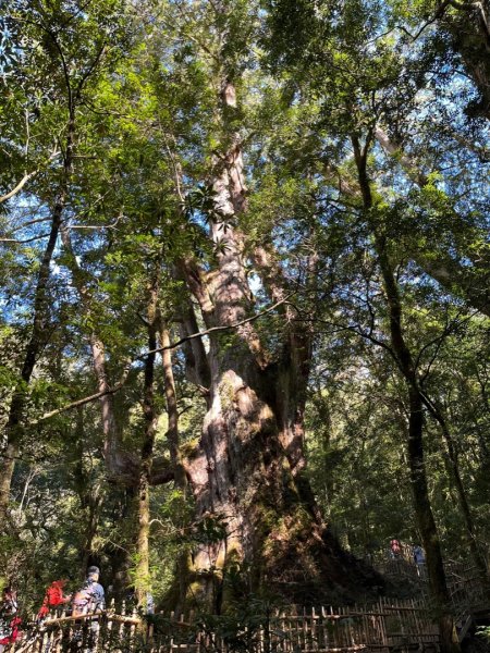 司馬庫斯巨木群⛰️ YaYa Qparung 🌳🌸🍁封面