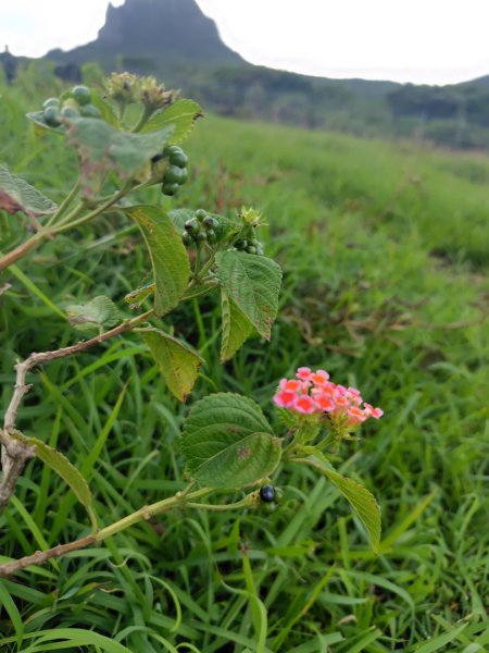 大尖山連走龜呵吠山+鯨魚谷3100372