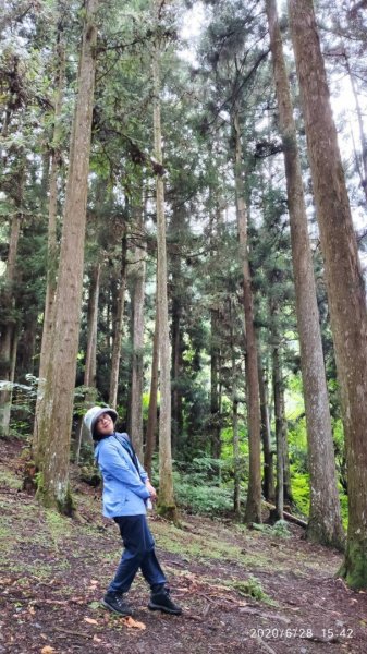 鎮西堡、司馬庫司巨木群-探訪森林感受大地之母蘊育雄偉1348620