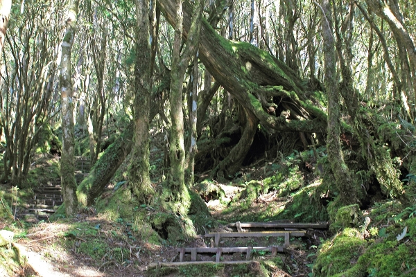 太平山檜木原始林→鐵杉林步道P型261435