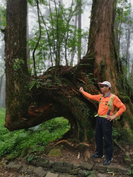 阿里山水山療癒步道_202407062569749