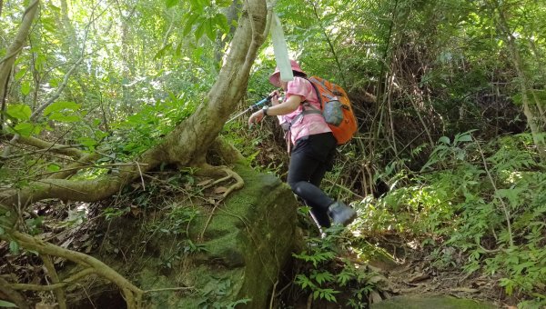 (姨婆趴趴走)第十八集:三峽溪南尖山，主公山，王公坑山環狀縱走2233778