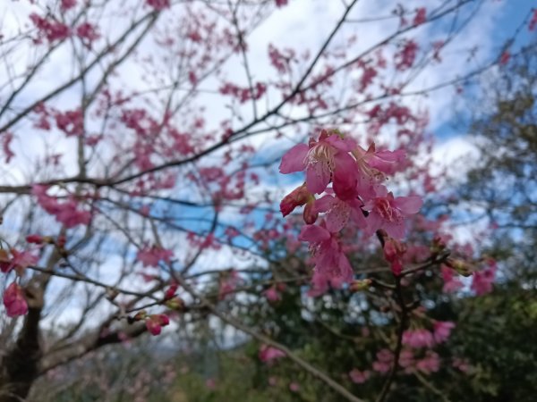 汐止區大尖山櫻花+秀峰瀑布O型3009395