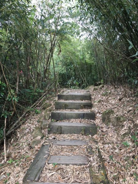 獨立山-大籠頂步道284934