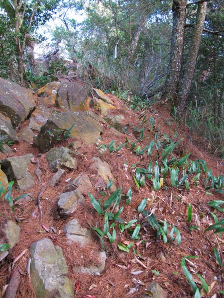 四壯士神木步道x阿冷山(北北峰)787472