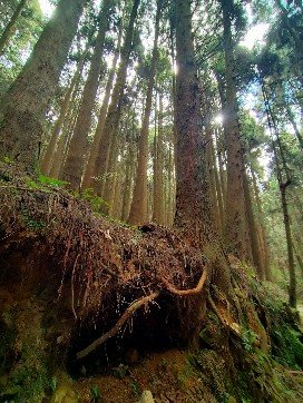 特富野古道2349576