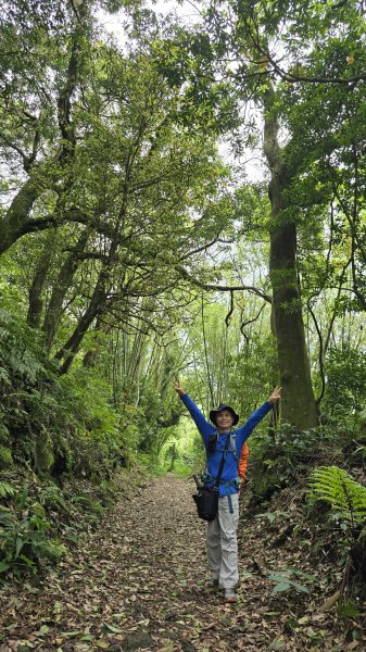 開箱猴崁古道，陽明山秘境，全新完工草山觀瀑吊橋2766374