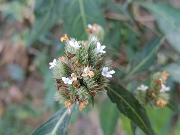 盆貿里山三盆連走2749527