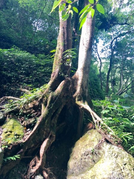 三峽雲森瀑布386457