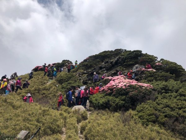 1080511合歡東峰杜鵑花583635