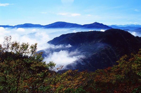 北插天山 - 金黃山毛櫸饗宴(民國93,94,95年)1943704