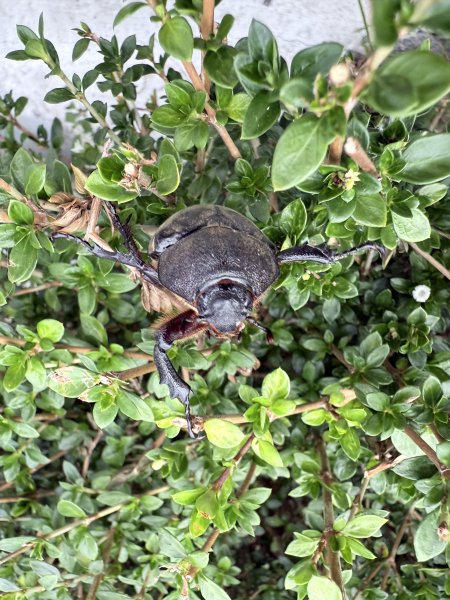 桶後越嶺道悠遊（烏來－礁溪）    2025.7.52827963