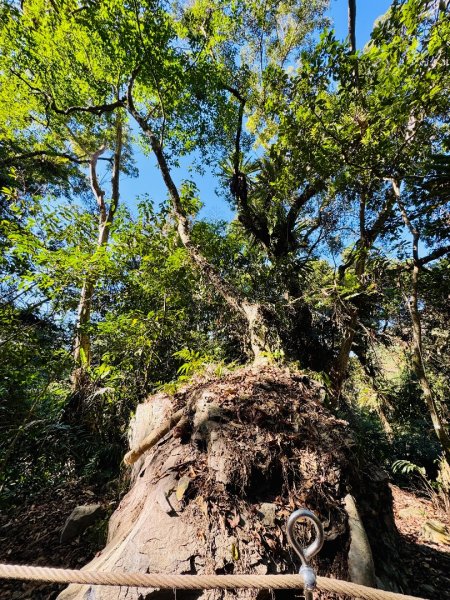 雪山坑登山步道尋巨人2978244