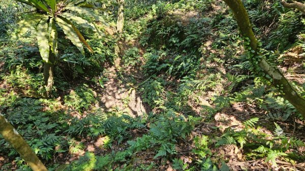 20250322遠望坑古道-龜媽坑古道中線-虎子山古道2743920