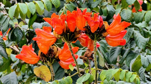 東勢林業文化園區2647968