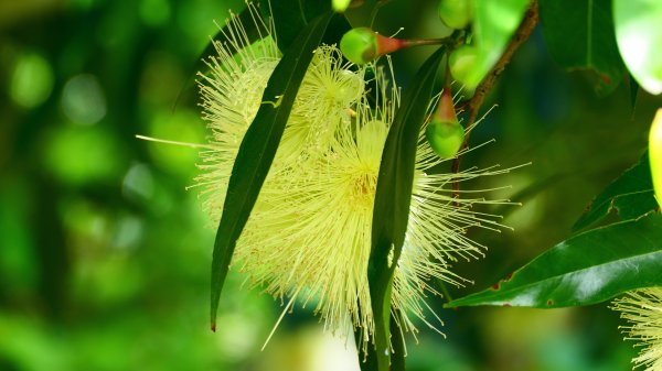 知本森林遊樂區3015065