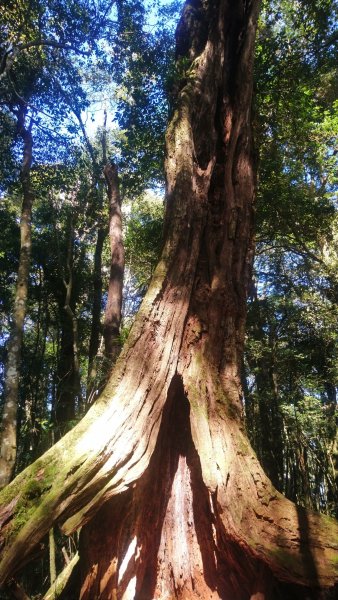 金柑樹山、金柑樹山西北峰、嶺頭山東峰、嶺頭山4山連走1606928