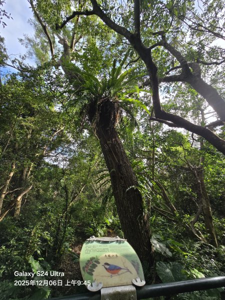 2025-12-06微笑山線：【二格山系】和美山螢火蟲段2956815